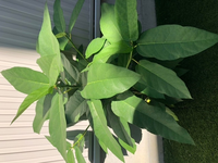 人工芝にポツンと咲いたこの雑木の種類が分かる方いらしたら教えてください Yahoo 知恵袋