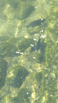 お教え下さい 西宮のヨットハーバーにいた魚です チヌかグレか はたまた何 Yahoo 知恵袋