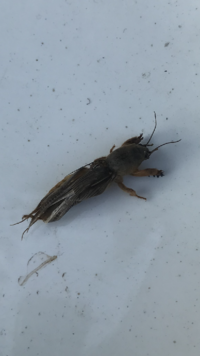 虫の種類を知りたいです 今朝 玄関先の砂利の上で死んでいました シマトネリコの植 教えて 住まいの先生 Yahoo 不動産