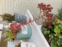 多肉植物の徒長について質問させていただきます 多肉植物を植えて Yahoo 知恵袋