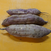 ネコブセンチュウにやられた野菜は 廃棄しないとダメですか 菜 Yahoo 知恵袋
