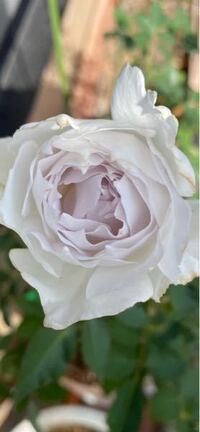 バラガブリエルを育てている方に質問です 購入しようかどうか悩ん Yahoo 知恵袋