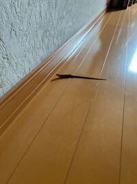 家の中にこれが居たのですが これは何ですか しっぽが長いからカナヘ Yahoo 知恵袋