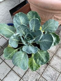 芽キャベツの葉の色が初めの頃は綺麗な緑色だったのですが ここ1週間くらい Yahoo 知恵袋