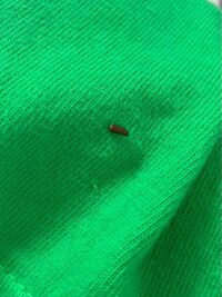 洗濯物に小さな茶色い虫がついていました これは何という虫ですか ご Yahoo 知恵袋
