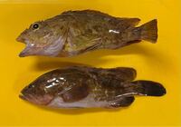 これは何の魚でしょうか ガシラですか 食べられますか Yahoo 知恵袋