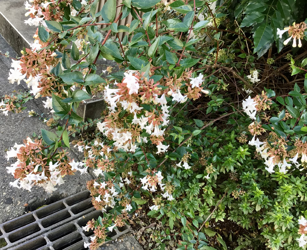 中３受験生です 理科の植物の分野のことなんですけど 合弁花類と Yahoo 知恵袋