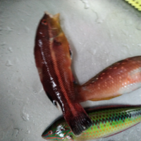 この魚は何という魚でしょうか 食べられますか Yahoo 知恵袋