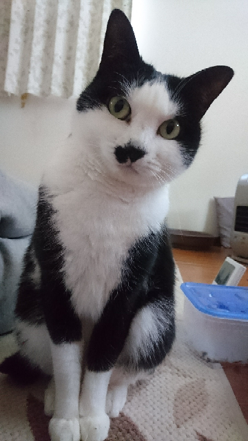 緊急♪猫の名前を考えて下さい！雉猫雑種の男の子です。 - 一応「颯 