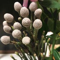 この植物の名前を教えてください シルバーブルニアと呼ばれているもの Yahoo 知恵袋