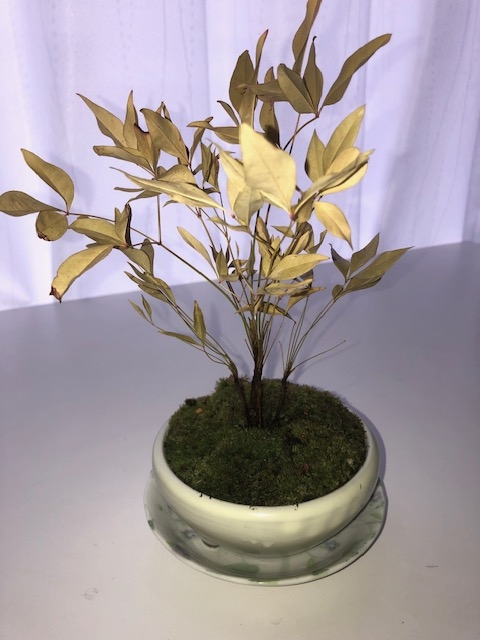 苔盆栽についてです 1か月位前に苔盆栽を買って 表面が乾いたら Yahoo 知恵袋