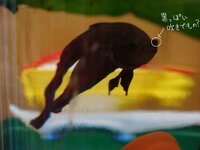 私は熱帯魚のベタを飼育しているのですが 最近エサをあげようと Yahoo 知恵袋