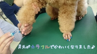 犬にマニキュアってどう思いますか 私はこんなものの存在を知らなかったし Yahoo 知恵袋
