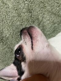 走ってきた犬を蹴ってもいいの 大きな公園での出来事です 飼主ａさ Yahoo 知恵袋