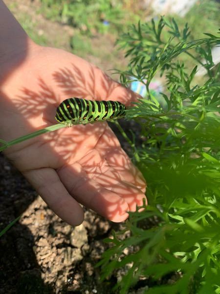 ミズカマキリ カマキリにそっくりなタガメの仲間の昆虫 Yahoo 知恵袋