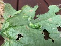 屋外水耕栽培のキュウリが元気なくなったので確認したところ、葉っぱにこの青虫が大量にくっついていました。 これ何の幼虫でしょうか？