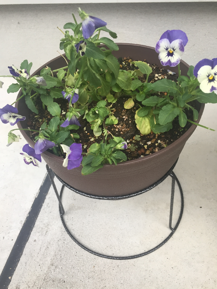 ビオラが貧弱です 教えてください ガーデニング初心者です Yahoo 知恵袋