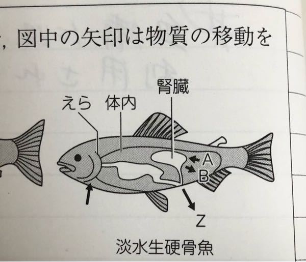 クジラがエラ呼吸に進化してないのは次のうちどれだと思いますか クジラが現状不便 Yahoo 知恵袋