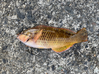 このベラはアカササノハベラでしょうか 合ってます ホシサ Yahoo 知恵袋