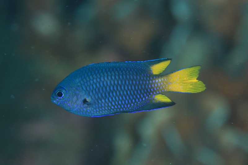 お魚の名前を教えて下さい 21 10 16柏島付近で撮りました 水深 Yahoo 知恵袋