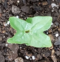 ニゲラの種を蒔いた場所から発芽しました 朝顔 の芽のように見え Yahoo 知恵袋