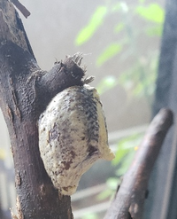 家で一ヶ月近く虫かごの中で飼育していた はらびろ カマキリが卵 Yahoo 知恵袋