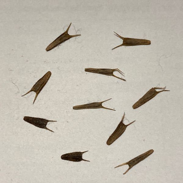 例えば リンゴの学名の Maluspumila のmalusと Yahoo 知恵袋