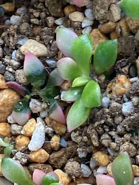 多肉植物の桜吹雪ですがある日突然こんな感じで真ん中が溶けたみたいになって Yahoo 知恵袋