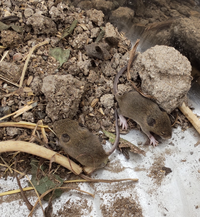 畑でネズミの巣を見つけたのですがこの赤ちゃんネズミの種類わかる方教えて下 Yahoo 知恵袋