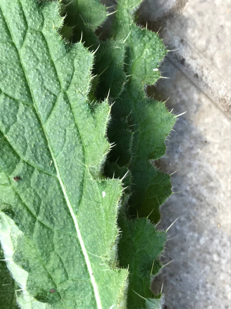 ゴム手袋をはめて草むしりをしていましたが 写真の草のトゲが刺さ Yahoo 知恵袋