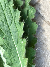 これはなんていう雑草ですか 駐車場に生えていたのを不用意に触ってしまい Yahoo 知恵袋