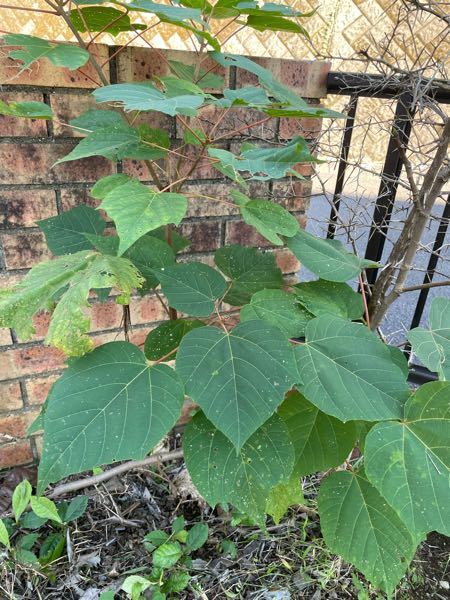 いつのまにか 我が家の樹木を植えている横に わかる方教えてください Yahoo 知恵袋