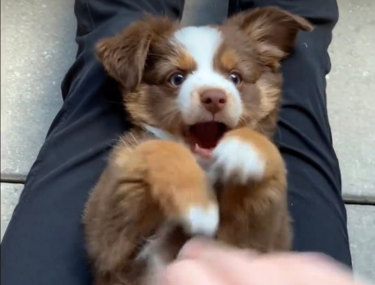 私の飼ってる犬がやきもち焼き 他の犬と仲良く遊べないことで困っています Yahoo 知恵袋