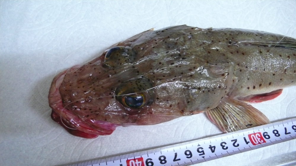 防波堤で 泳がせ釣りをしていて釣れたのですが 何の魚ですか マゴチだと思 Yahoo 知恵袋