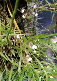 植物の名前を教えて下さい。

植物園の温室の蘭コーナーで見た植物です。
白い小さな花です。
ピンボケですみません。
蘭の仲間のようですが、なんという名前でしょうか。
ご存知の方よろしくお願い致します。 