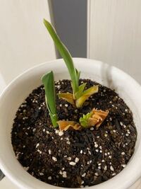 万年青観葉植物 オモト育てています枯れては新芽が出て を繰り返してい Yahoo 知恵袋