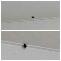 虫苦手な方は閲覧注意 札幌在住です 最近リビングにかなり大きくて黒い虫 Yahoo 知恵袋