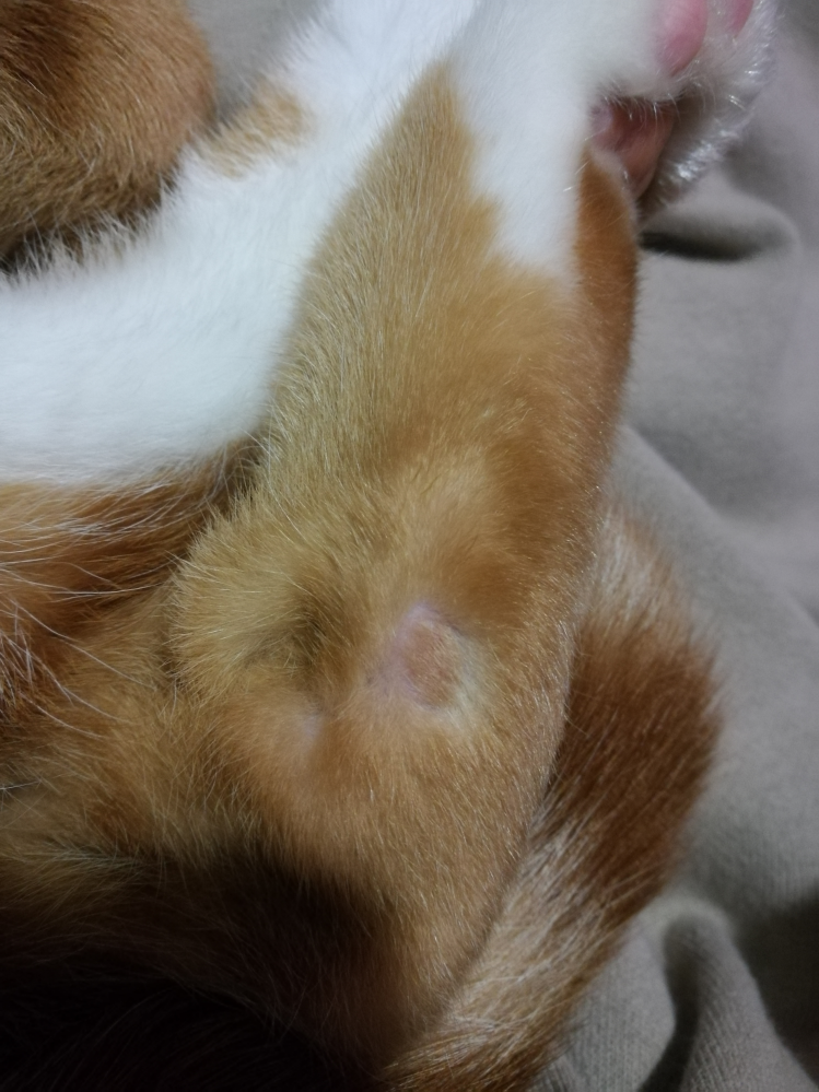 猫の出来物について後ろ足の側面(踵ではない)に1cm弱の丸い膨 