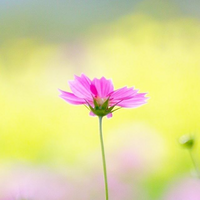 タイトルに 花の名前 が出てくる好きな歌は何ですか Yahoo 知恵袋