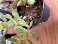 マロウの苗を植えましたが 葉っぱばかりが大きく育って花がつきませ Yahoo 知恵袋