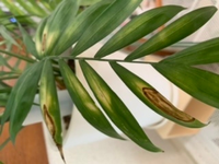 頂いた観葉植物なので名前はわかりません たまに葉先が枯れること Yahoo 知恵袋