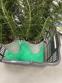 このローズマリーなのですがこの状態だとどのくらいこのままのポッ Yahoo 知恵袋