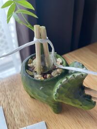 パキラに100円ショップで買った栄養剤を与えたら一気に全部枯れました Yahoo 知恵袋