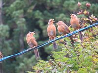 鳥の中で一番 しゃべる鳥は何という鳥ですか 人間のように言葉を話すこと Yahoo 知恵袋