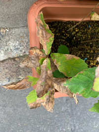 去年 豊島園や西武園で採取したコナラの実を植えたところ添付の写真のように Yahoo 知恵袋
