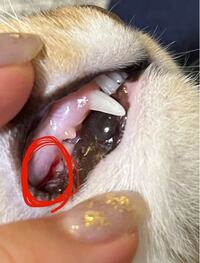 生後5ヶ月の子猫 奥の歯茎から血が出た跡があります よく Yahoo 知恵袋
