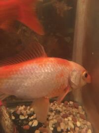 金魚って10年生きます 夏祭りの金魚すくいの金魚ですが10年生き Yahoo 知恵袋