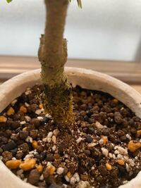 ハクロニシキのスタンダード仕立ての方法は バラのように芽つぎなど Yahoo 知恵袋