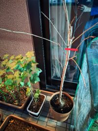 ソメイヨシノなのですが思ってたより長かったので剪定したいのですが危険でし Yahoo 知恵袋