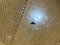 虫画像注意です！

最近、家にこの虫が沢山出現するのですが、この虫は何と言う虫なのでしょうか。気になっています。是非、教えて頂きたいです。
カーテン裏によく居ます。 